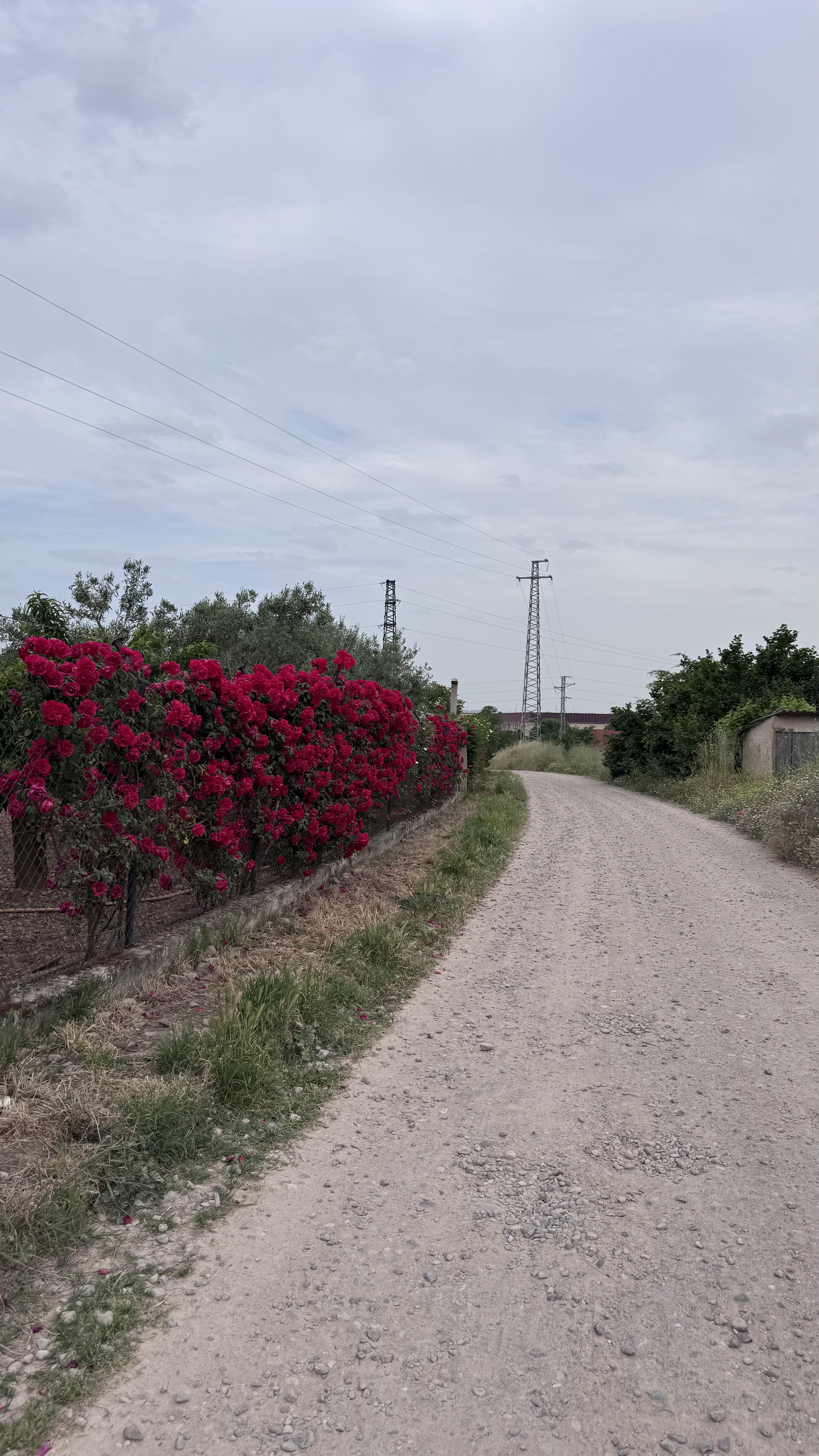 Caminho Francês — Dia 11